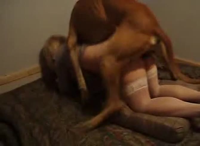 Video :Big ass sexy lady got smashed by brown dog
